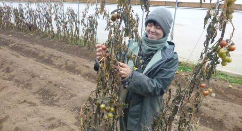 A person appears to pull up dead plants during a service project with outward bound. 